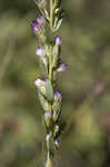 Eastern silver aster